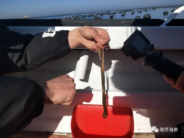 大連海參,曉芹海參,海參,海參捕撈,海參原產(chǎn)地,秋參.jpg 大連海參,曉芹海參,海參,海參捕撈,海參原產(chǎn)地,秋參.jpg